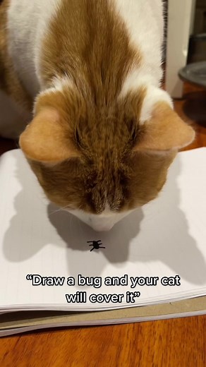 Cat's Reaction to Bug Drawing - Not Amused Meme