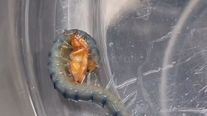 【转载】沙漠虎蜈蚣（Scolopendra polymorpha）和"所罗门筛孔蜈蚣"（Ethmostigmus sp.）幼体的迅猛追猎