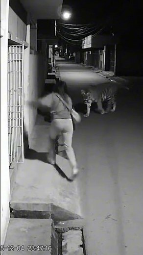 CCTV Captures Tiger Attacking Woman in the Middle of the Street #tiger #shorts