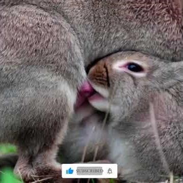 Rapid Reproducers: The Science Behind Rabbit Multiplication