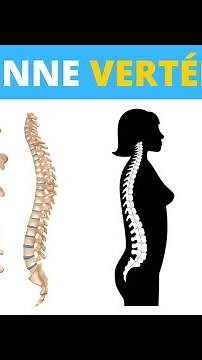 Learn all about the anatomy of the spine in 1 minute