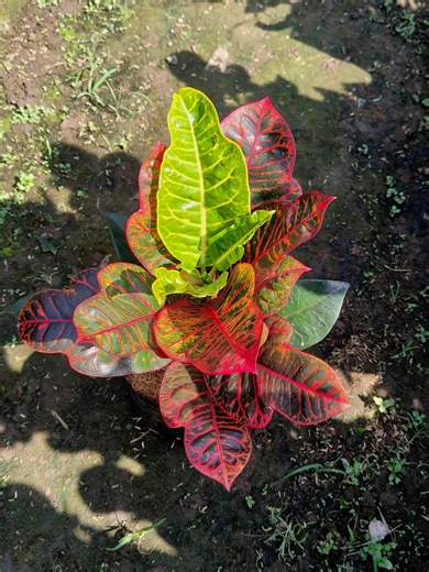 Real Picture Codiaeum Variegated Croton Red Moca 75 Very Unique Beauty - Etsy