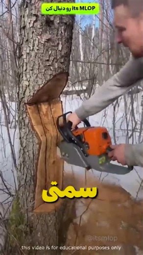 این مرد موقع بردین درخت یه اشتباه فاجعه بار کرد😱