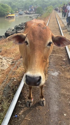 Stoic Cow #adventure #travel #cow #wildlife #india #mumbai