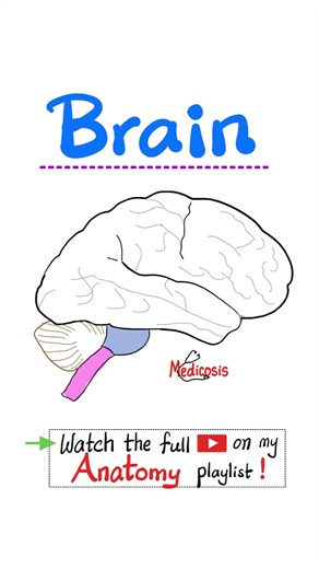 2.5K views · 35 reactions | Anatomy of the Brain - Medial Aspect - Forebrain, Midbrain, Hindbrain - Neuroanatomy..#anatomy #nurse #doctor #physiology #medical | Medicosis Perfectionalis | Facebook