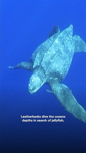 Saving an INJURED SEA TURTLE!