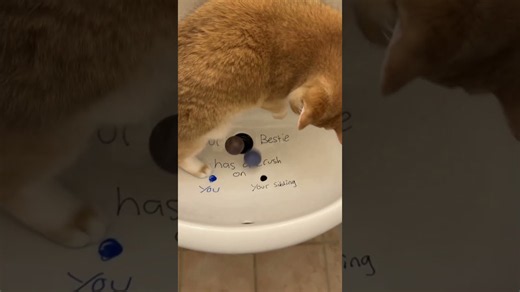 Our kitten became the balls of fate judge