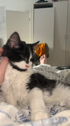 Alfons as a kitten, my babyboy 😭Ignore my foot please :’) it’s like the fifth reupload, but I can’t decide what video to post hahah #tuxedocat #cattok #kittensoftiktok #catlover #love