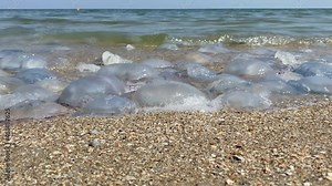 Slow Motion. Invasion of jellyfish on the seashore. Environmental pollution. Jellyfish washed up on a beach. Jellyfish on the seashore close-up. Ecological disaster Stock Video