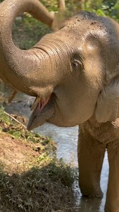 Just two weeks on from her rescue, Playful Poon Sab is unrecognizable!!🐘🩷 Constantly covered in thick mud, Poon Sab has embraced every aspect of sanctuary life! Having been born and raised in captivity, Poon Sab had never walked freely through a forest. She showed signs of visible confusion and at times was clearly nervous of being surrounded by open space. It took her a while to adjust and trust in us, but she has done it - she is now a fully fledged, life loving, empowered and energized elep
