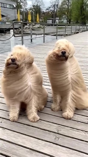 Dog Battles Strong Wind in Hilarious Showdown