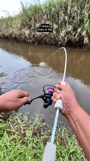 Amiss Reel Spinning SeaHunter Saturn Mancing Casting Ikan Tarpon🎣💪 #indranfish #mancing #fishing