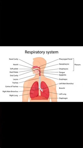 respiratory system digram | respiratory system anatomy and physiology | #respiration | #viralvideo