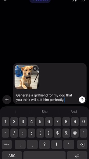 Jeju on Instagram: "Hope she still wants me even with my drools. 😂 #Goldenjindo #jindodog #derpydog #dogreels #dogsofinstagram"