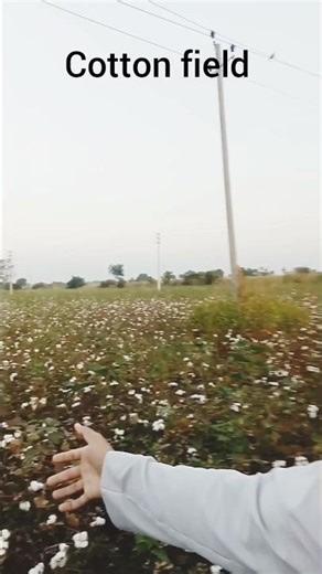 Beauty of the Cotton Fields | A Peaceful Nature Vlog