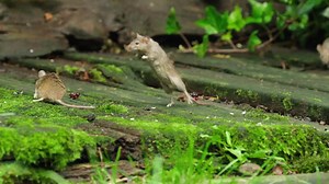 64K views · 5.4K reactions | The Ninja mice, I always said they had springs in there feet | The Mouse family that live by the brambles | Facebook