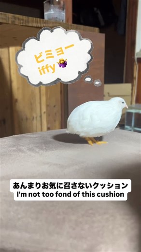 ひめうずらのねぎま🐥4歳（♀白） princess quail🐣call me NEGIMA on Instagram: "なんかこのクッション微妙だなぁ🐣cushion #ひめうずら #ひめうずら成長 #ペット #ねぎま #うずら #小鳥 #かわいい #姫うずら #kawaii #もふもふ #cute #映え #ゆるかわ #ウズラ #ゆるきゃら #癒し #映え #古民家 #移住 #島暮らし #bird #quail #動物 #메추리#孵化 #cushion #微妙"