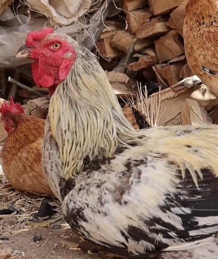 Love Story in a Cave Old Lovers Living in a Cave Like 2000 Years Ago | Family Vlog