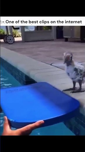 Bird flotation device 🤣 #funny #funnyanimals #comedy #animals #memes