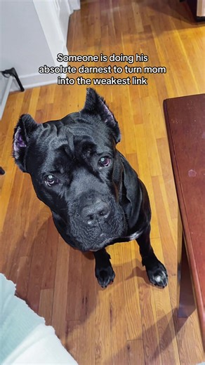Only for velveeta though #canecorsolife #bentleyhasissues #onthisday #funnydogvideos #cheesetax