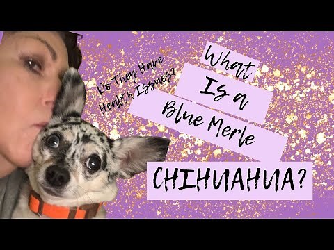 What is a merle and a blue merle Chihuahua?