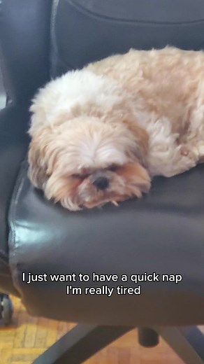 I'll read the other half After a quick nap | Mike the shihtzu