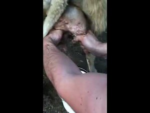 Milking Sheep - Hand Milk Dairy Sheep - Dairy Sheep Milk - How to hand milk sheep