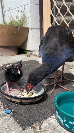 Zasha on Instagram: "The strongest duo the world has ever seen #bladnation"