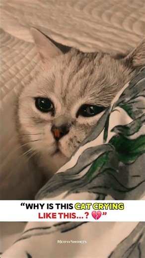 “A Quiet Cry That Speaks Louder Than Words…,,🐾💔#shorts