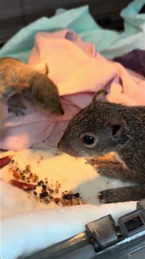 Orphans Nutmeg, Ginger, Hilda and Oakley getting their eyes open one by one ￼👀