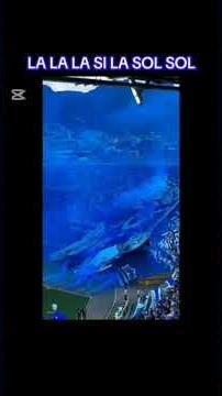 flauta dulce. Vamos vamos los millos.#millonarios #embajador #millos #bogota #bluerain #cadc #campin