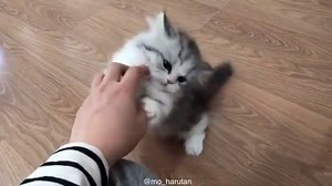 This little floof is so cute! 😍😘 Credit goes to instagram.com/mo_harutan | Purrtacular