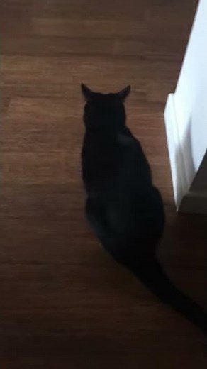 Most amazing cat sick