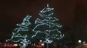 Novogodišnja dekoracija na borovima na "Majmunskom ostrvu" opet svijetli 🥳 | Bar na dlanu