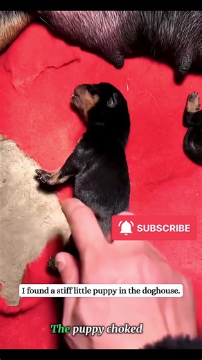 Essential K9 Training Tips for Dog Owners