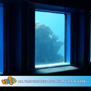 4.2K views · 209 reactions | World Class Aquarium in Israel Has TONS of Coral! 勞 | CoralFish12g | Facebook
