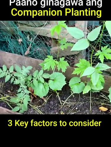 70K views · 1.4K reactions | Paano ginagawa ang Companion Planting at benefits nito #agrinihan | Agrinihan | Facebook