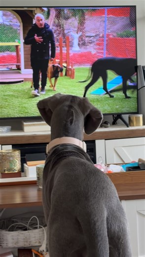 Intelligent Baby Girl Loves TV Time