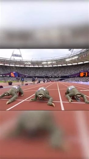 The sloth run competition is so intense. #sloth #themotherofallnerds | The Mother of All Nerds | Facebook