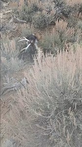 5.6K views · 590 reactions | Follow -> @shed_soldier_dogs That explains why I stopped finding sheds from this old buck! #shedsoldierdogs #sheddog #sheddogs #shedhunting #shedseason #shedantlers #deersheds #deerantlers #sheddogtraining #antlerdog #antlerdogs #antlerhunting #hunting #hornhunting #deadhead #shedhunters #germainwirehairedpointer #mansbestfriend #foxredlab | Shed Hunters | Facebook