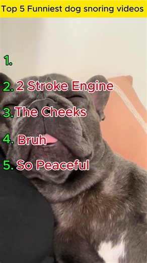 Ranking Funniest Dog snooring videos