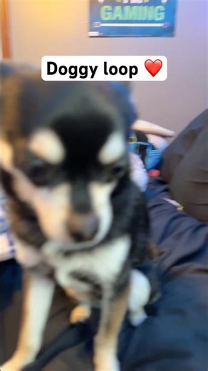 Doggy loop ❤️🐶 #dogs #petshub #loop