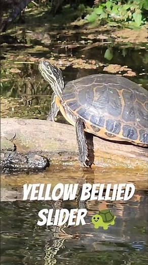 yellow bellied Slider #fishing #viralvideo #turtle #wildlife #river