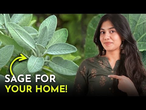 5 Super Ways to Use Sage at Home!