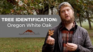 29K views · 307 reactions | We recently joined our friend August at Mount Pisgah Arboretum for a mini tree walk. The Willamette Valley, and Oregon in general, has some wonderfully iconic species of trees, including the Oregon white oak and California black oak. Take a few minutes to learn about the stand-out Oregon white oak and get some easy and fascinating clues on ways to identify it in the valley. | Mountain Rose Herbs | Facebook