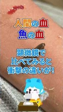 魚の血と人間の血を顕微鏡で比べてみると衝撃の違いが#海洋生物 #実験 #雑学 #生物学 #魚 #fyp#生き物好き#赤血球 #細胞核 #ヒル #ネッタイチスイビル