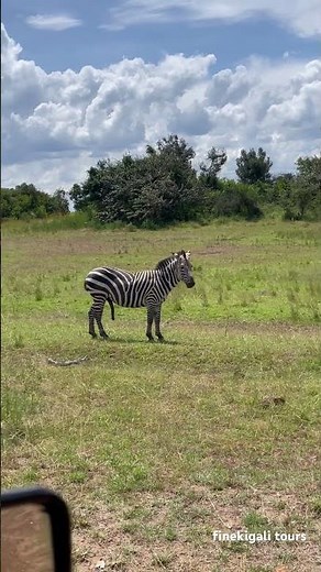 Male zebra ready for mating in the Akagera National Park. Subscribe for more!!