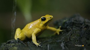 7K views · 264 reactions | A single drop of the toxin coating the skin of a female golden dart frog can stop a human heart. But today, she's interested in a different kind of heart-stopping action — she's looking for a mate. Into the Wild Colombia | Smithsonian Channel | Facebook