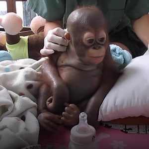 Endangered orangutan nursed back to health after being rescued. Check out more animals on ITK: https://bit.ly/2V1meEN | Yahoo Lifestyle Australia