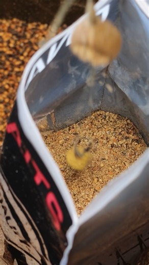 ♨️ DRY OFF YOUR LEAD WITH GROUNDBAIT! When making up solid bags, it’s absolutely imperative to ensure your lead, your hooklink and everything else you enter into the bag is bone dry, otherwise you risk melting the PVA before you even get chance to finish it! 🙅🏻‍♀️ That’s why Alex Shorrock always dips his rig into a groundbait substance before tying his solids, as the groundbait will absorb any moisture. 💨 We’ve personally found Insect Meal 🐛 to be the best powder for this, because it’s so fi